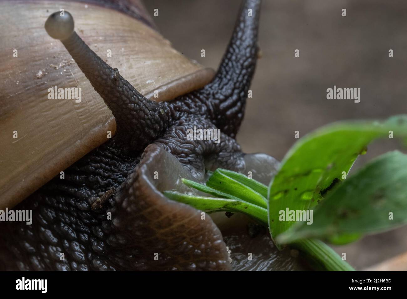 Un primo piano di una gigantesca lumaca di terra africana (Lissachatina fulica) che si alimenta su una pianta nella foresta secca ecuadoriana. Foto Stock