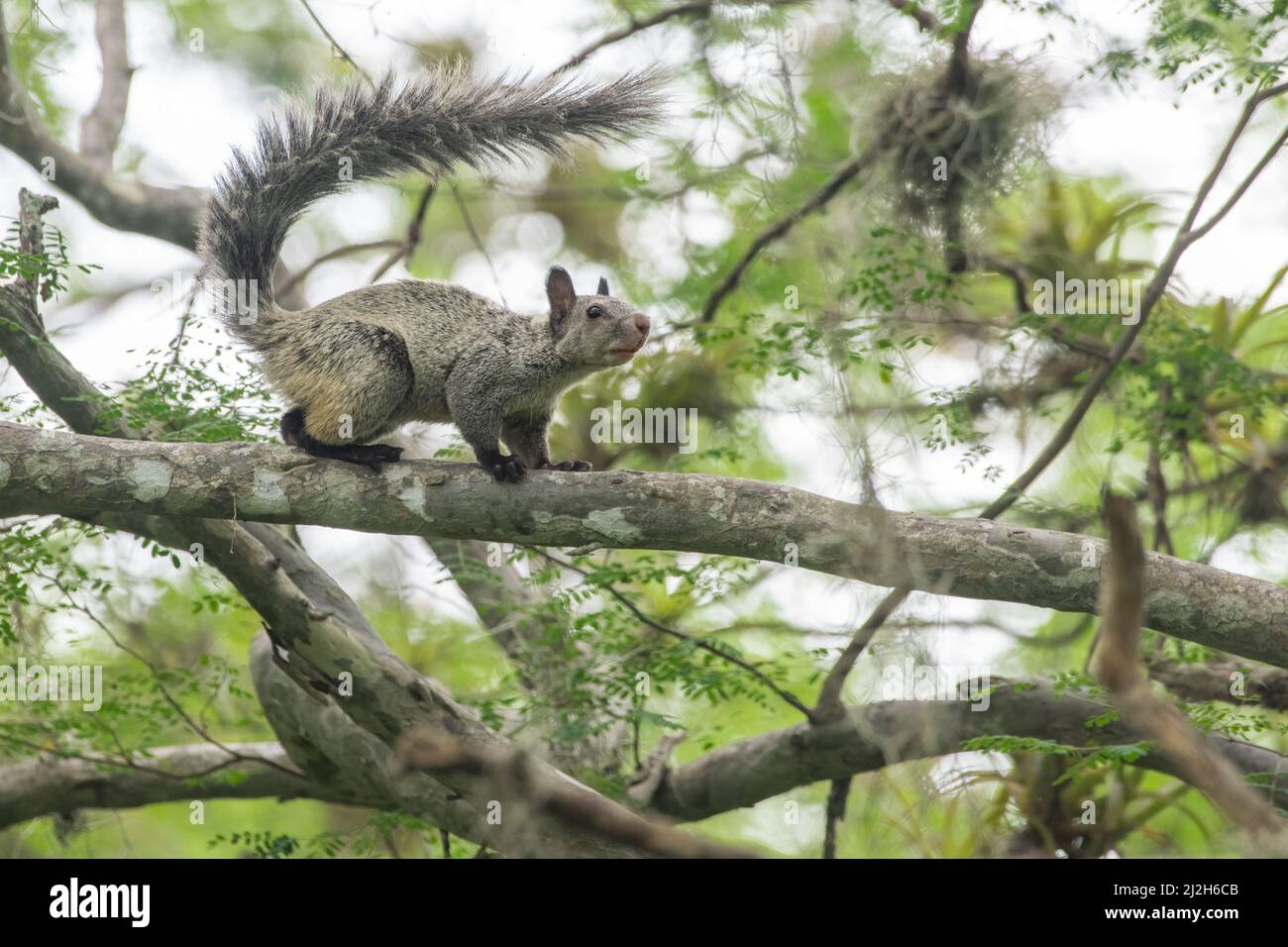 Lo scoiattolo di Guayaquil (Sciurus stramineus) è una specie di scoiattolo endemica delle foreste secche dell'Ecuador in Sud America. Foto Stock
