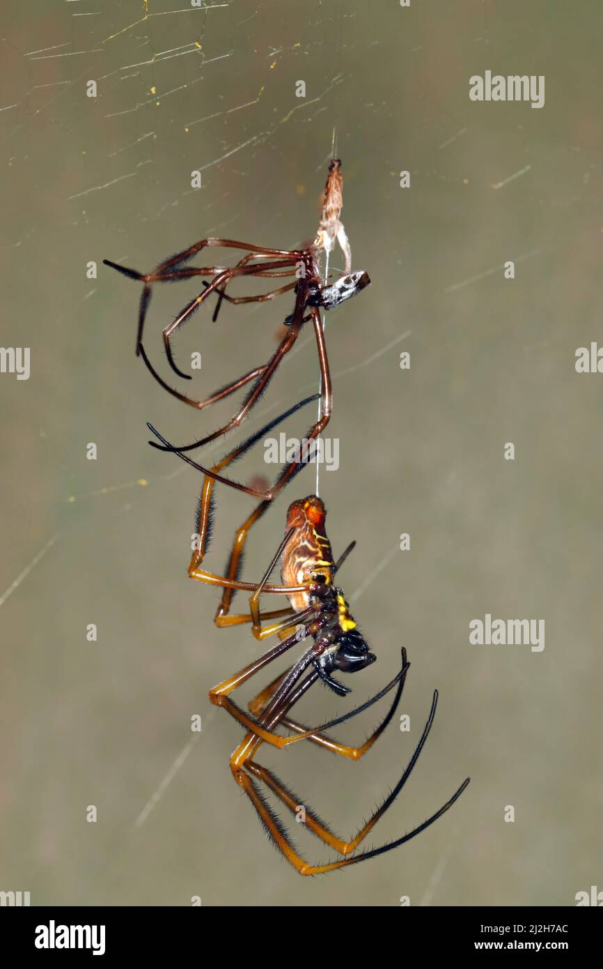 Australian Golden Orb Weaver Spider, Nephila edulis. Grande femmina che ha appena liberato il suo esoscheletro ed è ancora attaccata da un filo di seta. Caffè Foto Stock