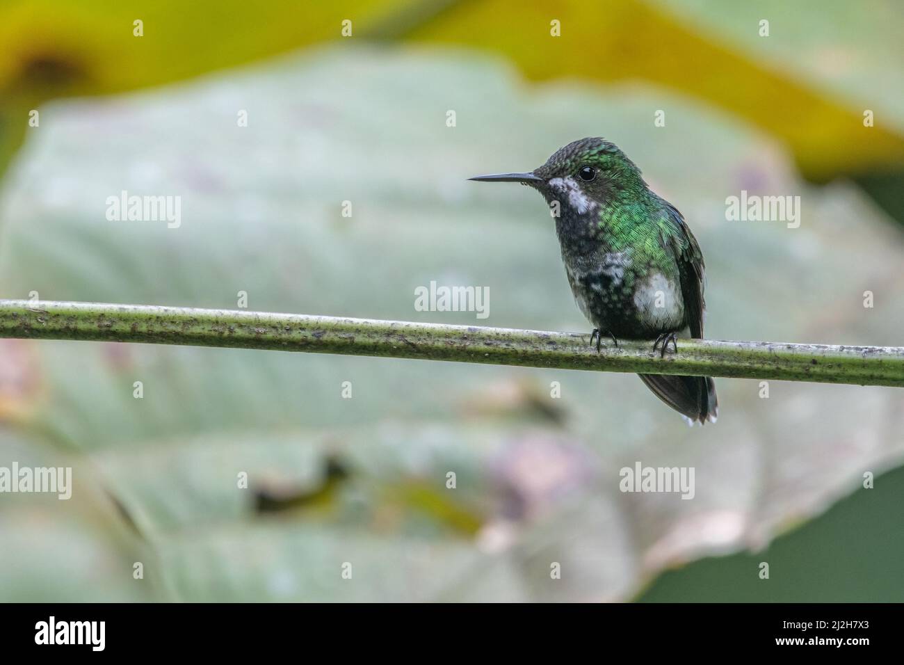 Una coda di rondine verde (Discosura conversii). Un piccolo colibrì, visto nella riserva di Buenaventura, Ecuador, Sud America. Foto Stock