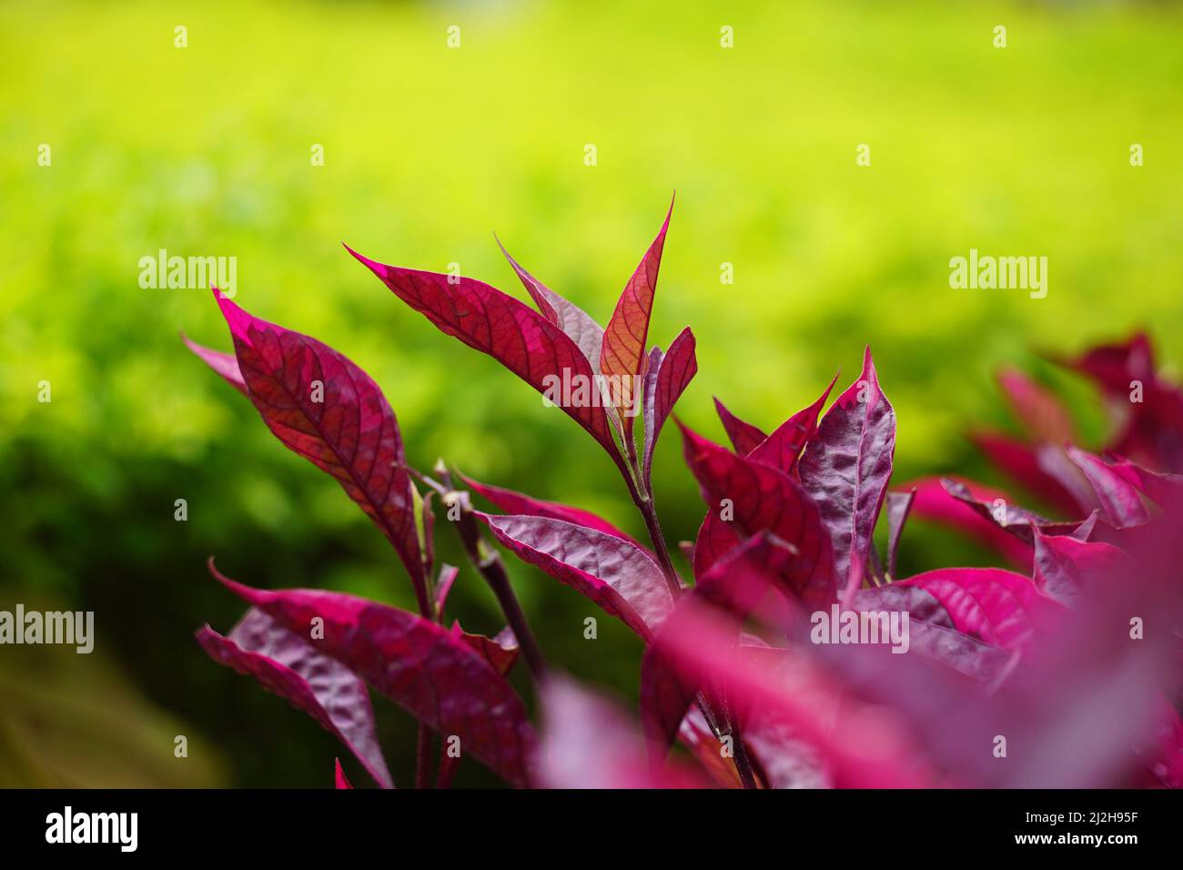 Riserva sanguinolenta rossa (L.) Blume con sfondo naturale Foto Stock