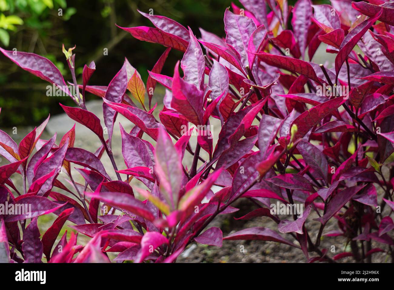 Riserva sanguinolenta rossa (L.) Blume con sfondo naturale Foto Stock