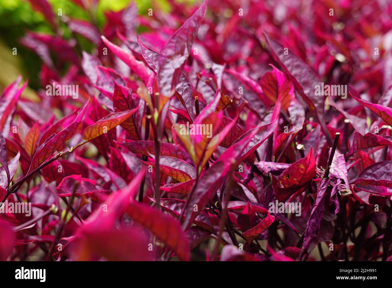 Riserva sanguinolenta rossa (L.) Blume con sfondo naturale Foto Stock