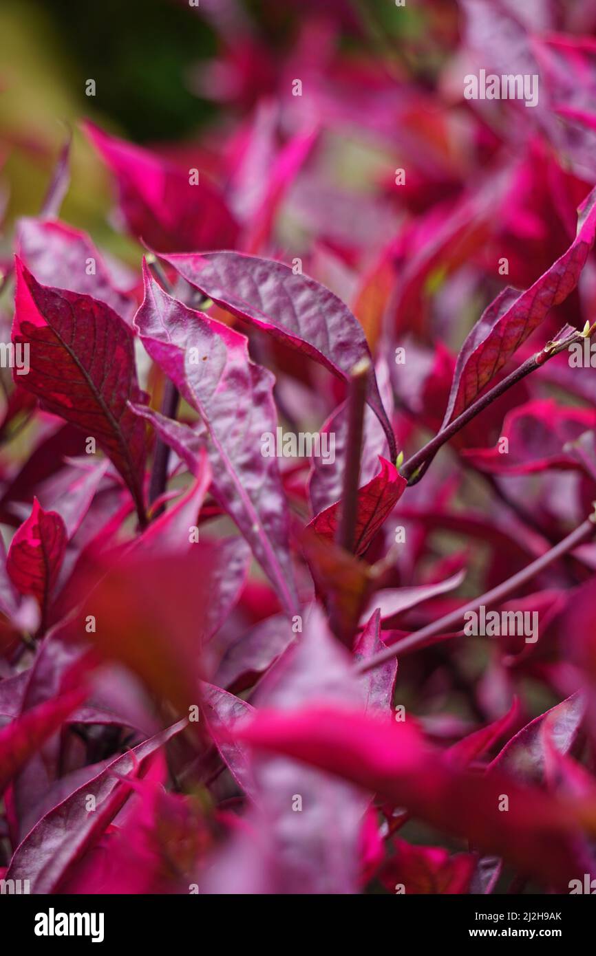 Riserva sanguinolenta rossa (L.) Blume con sfondo naturale Foto Stock
