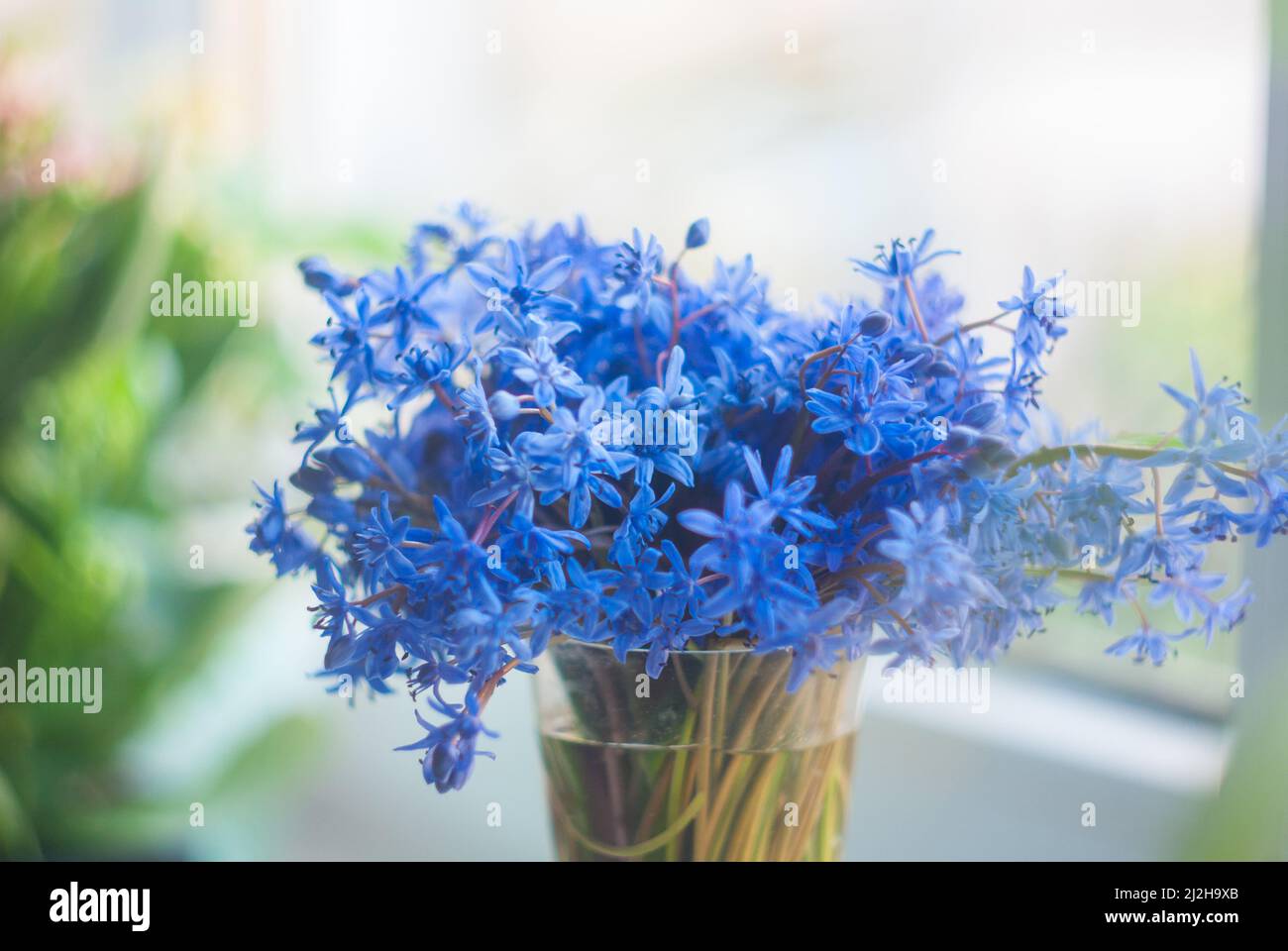 Scilla siberica o gocce di neve blu in un vaso di vetro Foto Stock