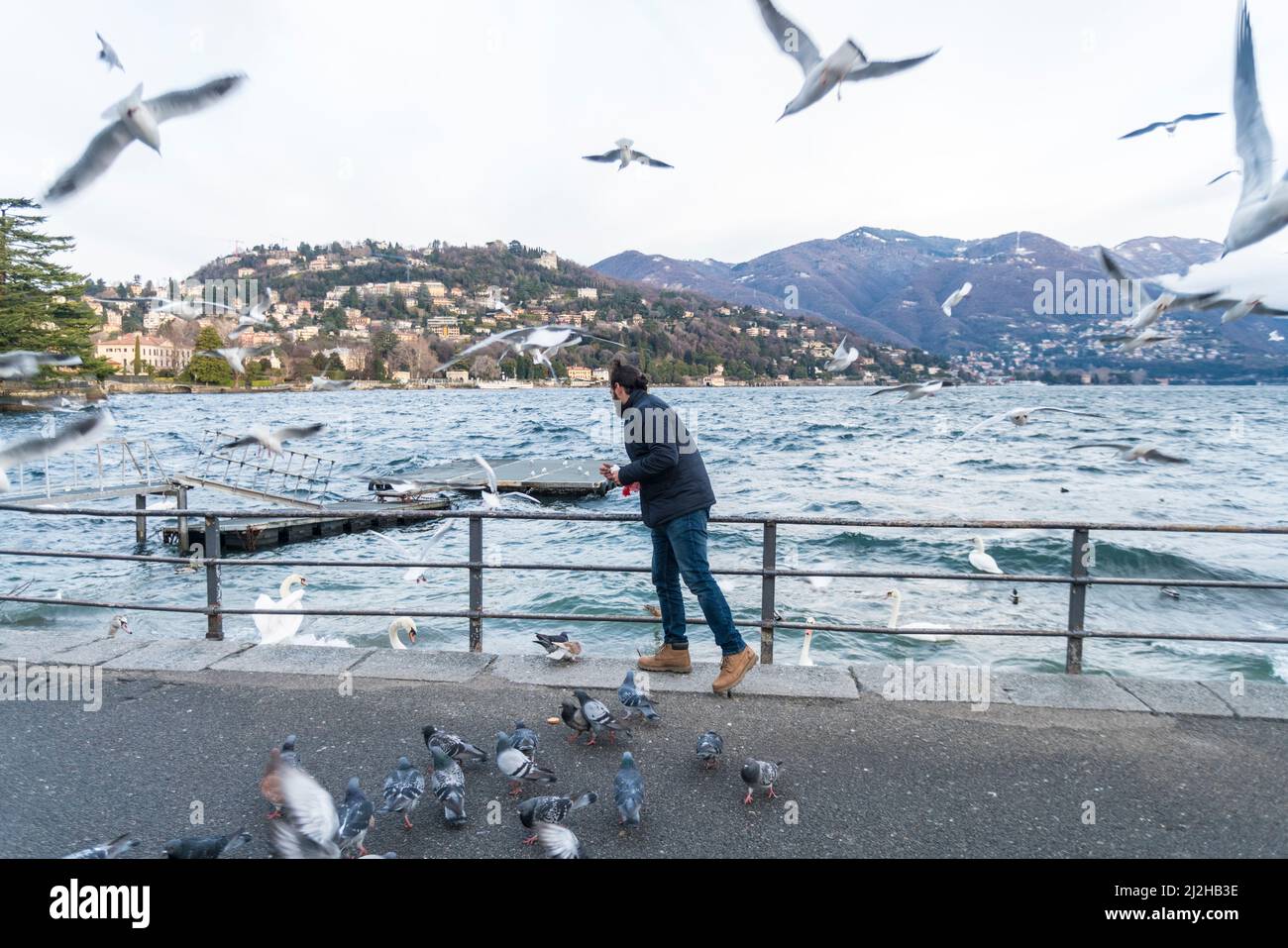 Italia, Como, uomo che alimenta cigni e gabbiani sul lago di Como Foto Stock