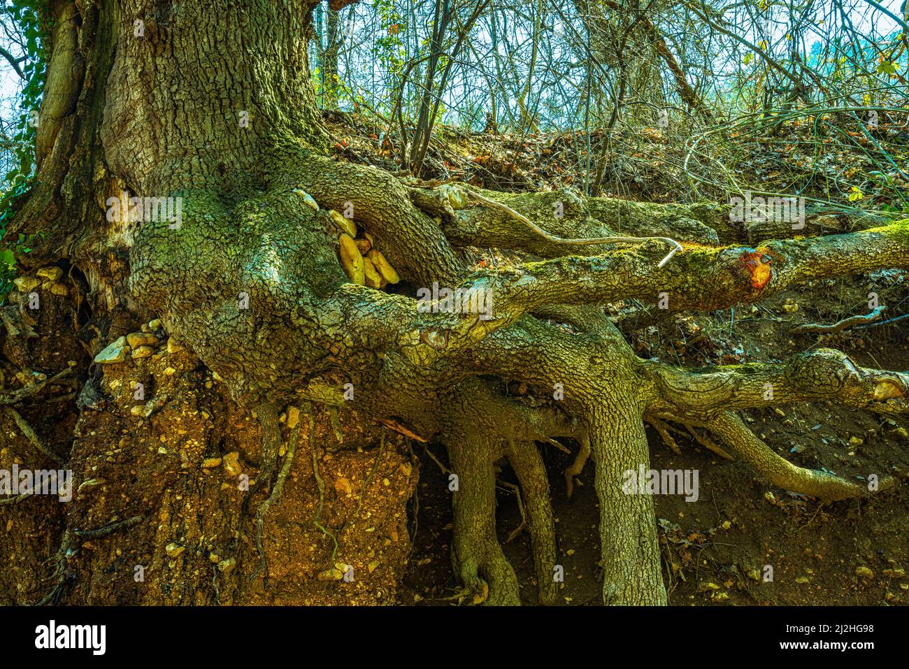 Le radici di quercia tengono il suolo di una scarpata. Abruzzo, Italia, Europa Foto Stock