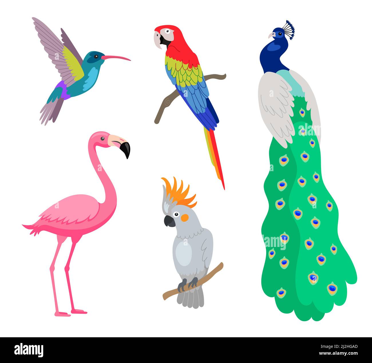 Luminoso set di illustrazioni vettoriali di uccelli esotici tropicali. Fenicottero rosa, pavone, cockatoo e pappagallo seduti su rami isolati su dorso bianco gr Illustrazione Vettoriale