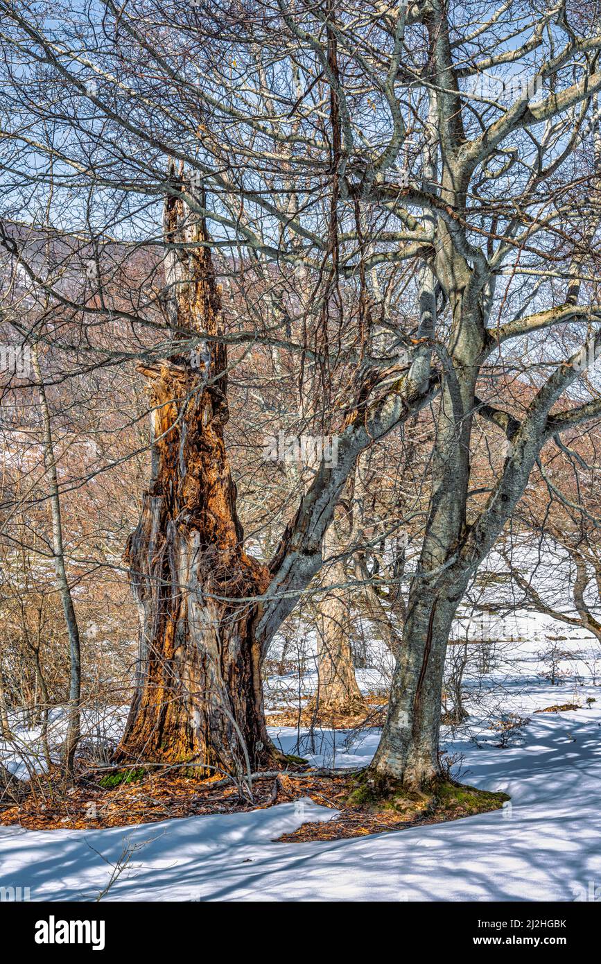 Alberi vecchi e nuovi nella foresta ancora nevosa. Tronco di albero rotto e scavato all'interno. Parco Nazionale della Maiella, Abruzzo, Italia, Europa Foto Stock