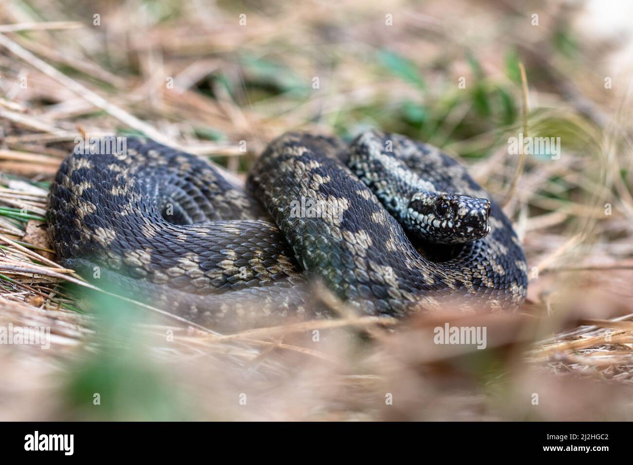 Comune europeo sommatore Vipera berus m- vipera maschile che riposa in erba vecchia Foto Stock
