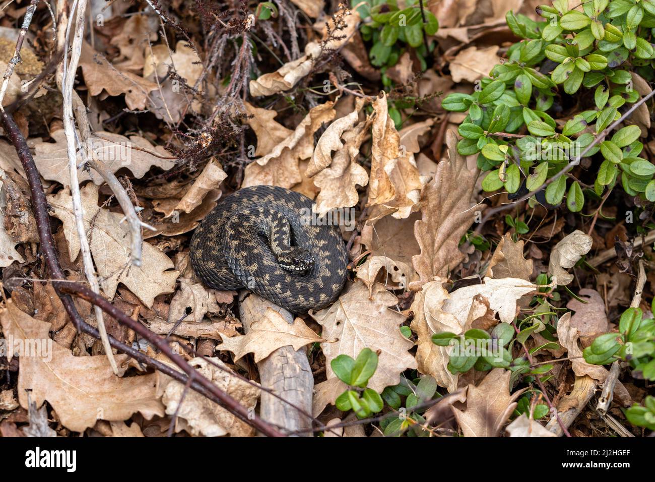 Comune sommatore europeo Vipera berus m- vipera maschile che riposa in foglia Foto Stock