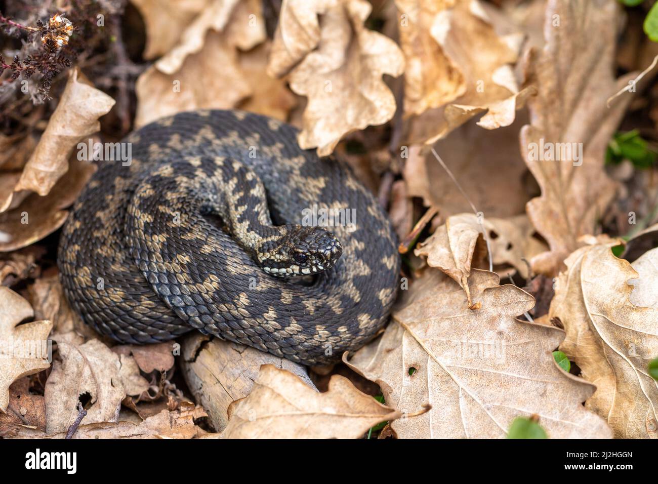 Comune sommatore europeo Vipera berus m- vipera maschile che riposa in foglia Foto Stock