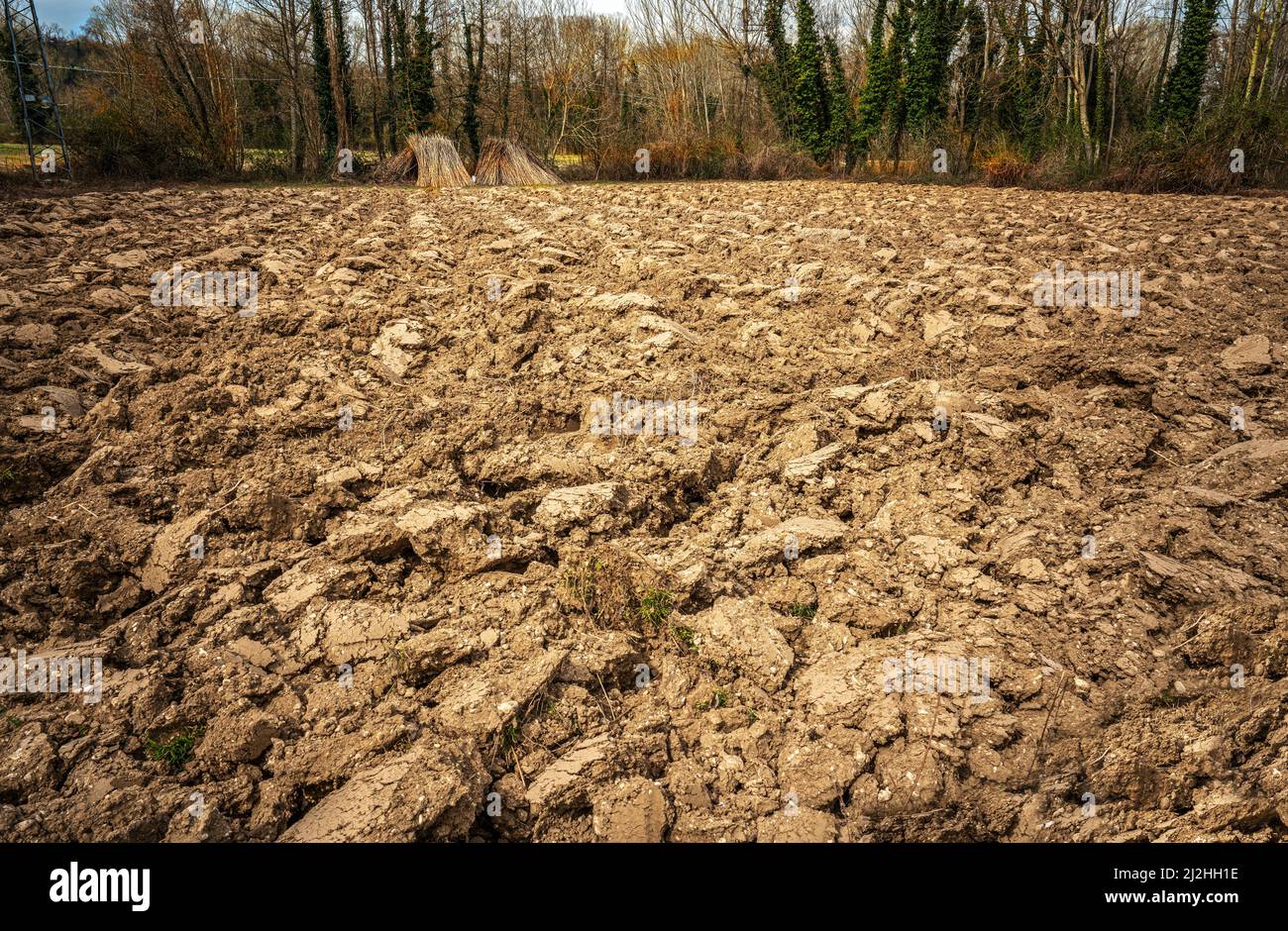 Terreno agricolo appena arato con zolle di terra rovesciata. Nello sfondo mazzi di canne. Abruzzo, Italia, Europa Foto Stock