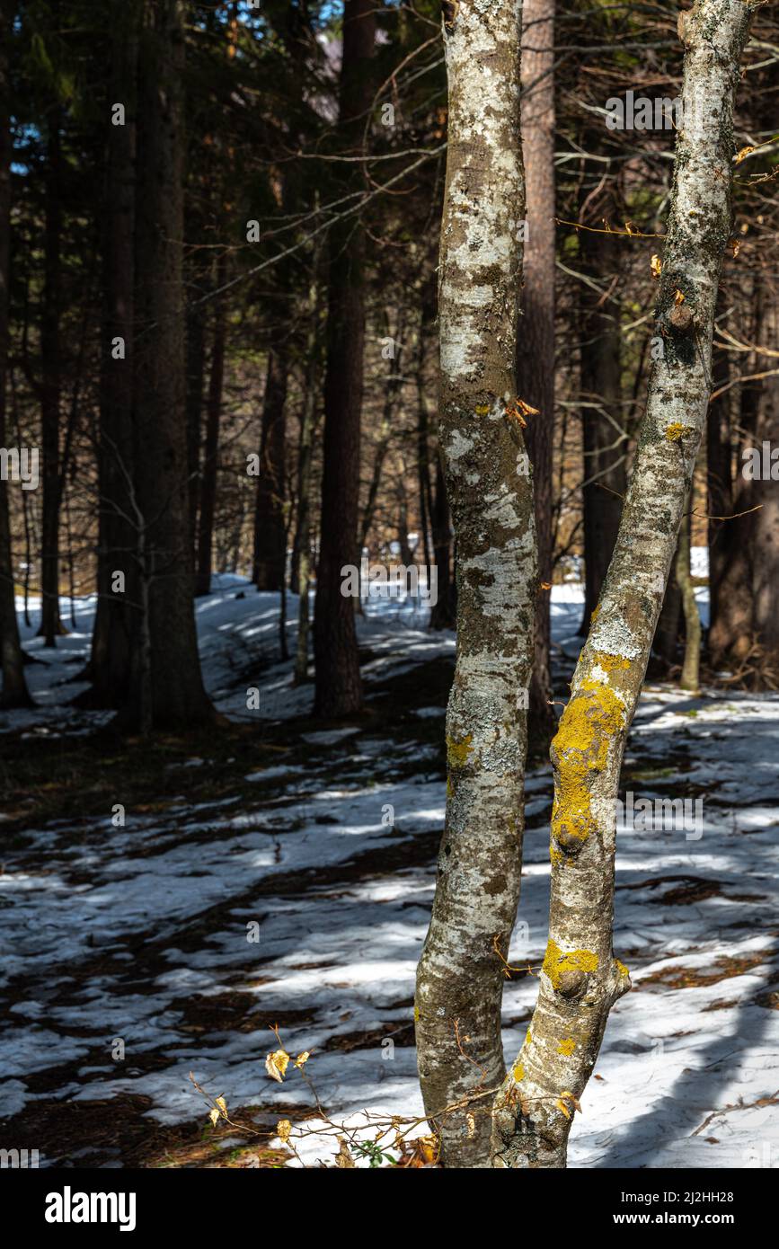 Tronchi di faggio illuminati con una pineta scura sullo sfondo. Abruzzo, Italia, Europa Foto Stock