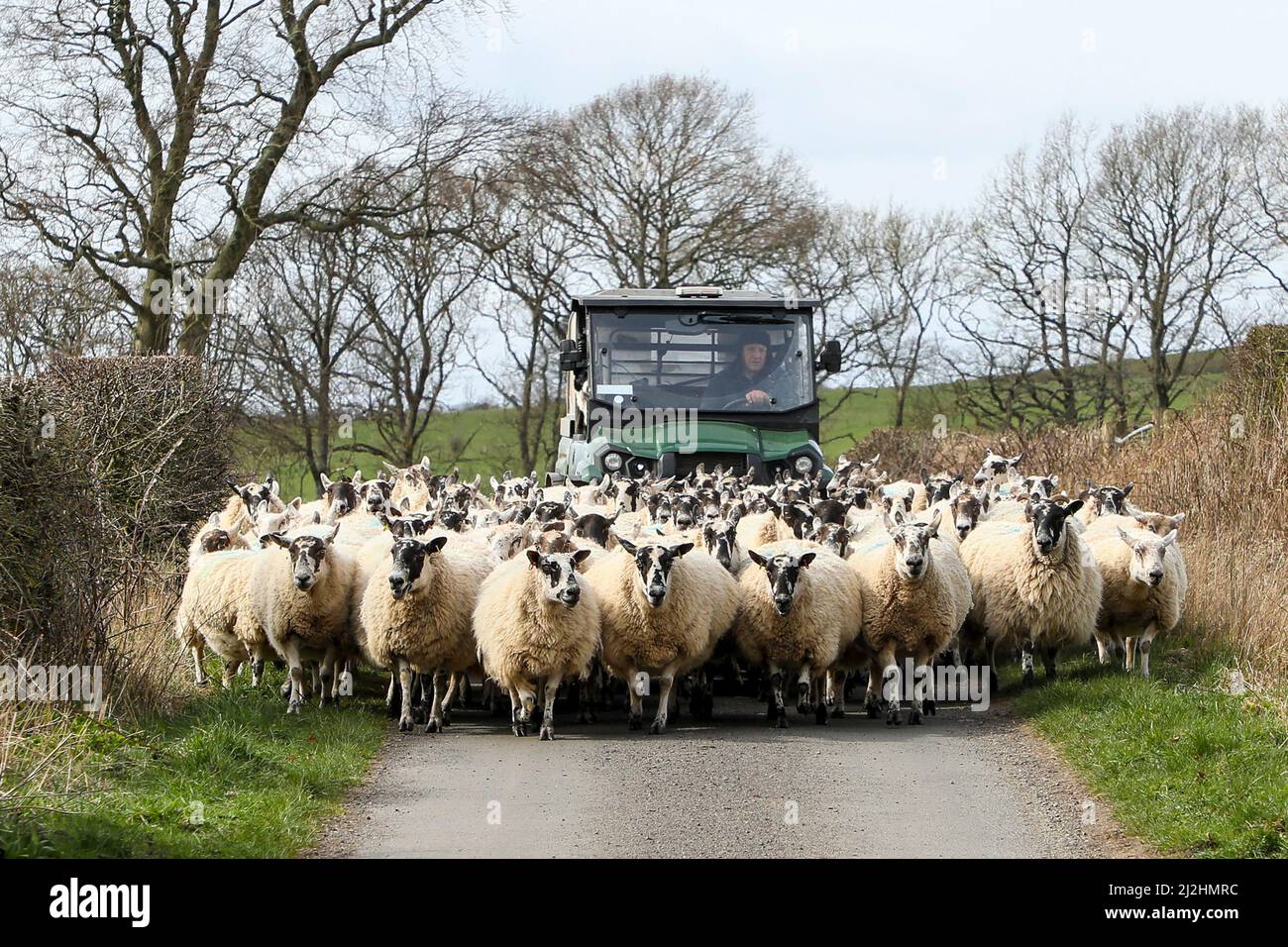 Coltivatore e suo cane in un veicolo di fondo, che spezza le pecore lungo una strada di campagna, Ayrshire, Scozia Foto Stock