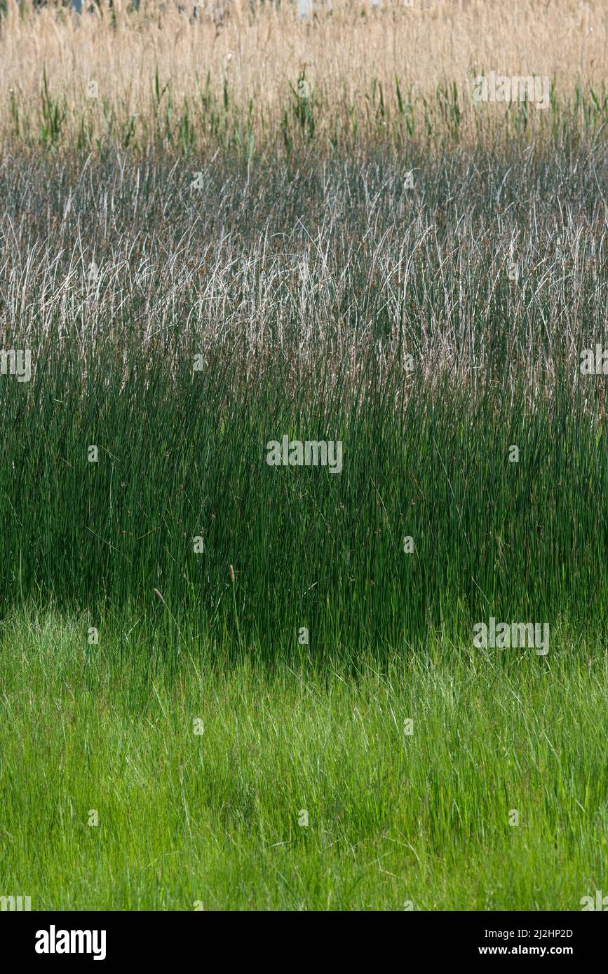 Primo piano sfondo di fitti di piante sedge in primavera. Foto Stock