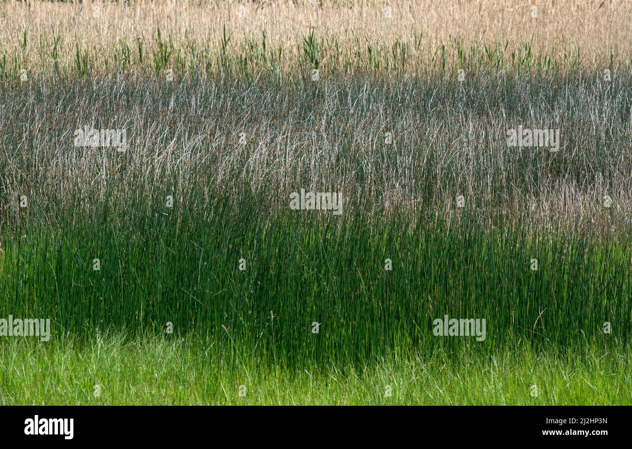 Primo piano sfondo di fitti di piante sedge in primavera. Foto Stock