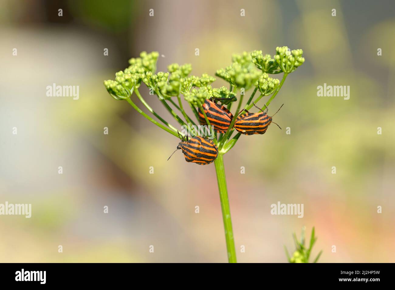 Closeup gruppo di tre graphosoma lineatum bug che sono seduti sul aneto inflorescence. Foto Stock