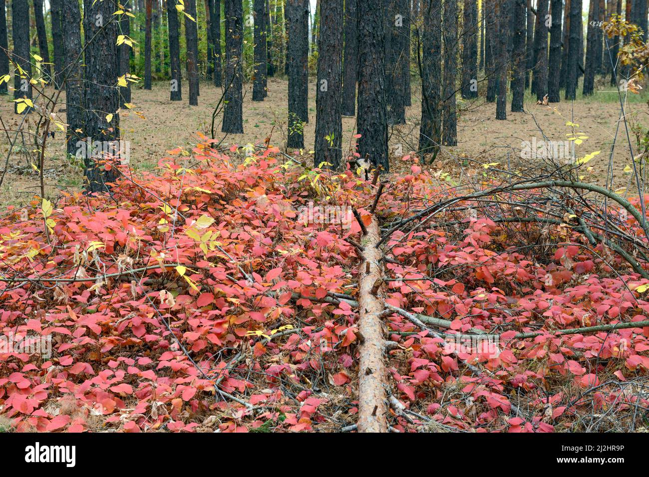 Vista panoramica con molti tronchi di pini sulla foresta autunnale a Tsarychanka forestale, Dnepropetrovsk Area, Ucraina. Foto Stock