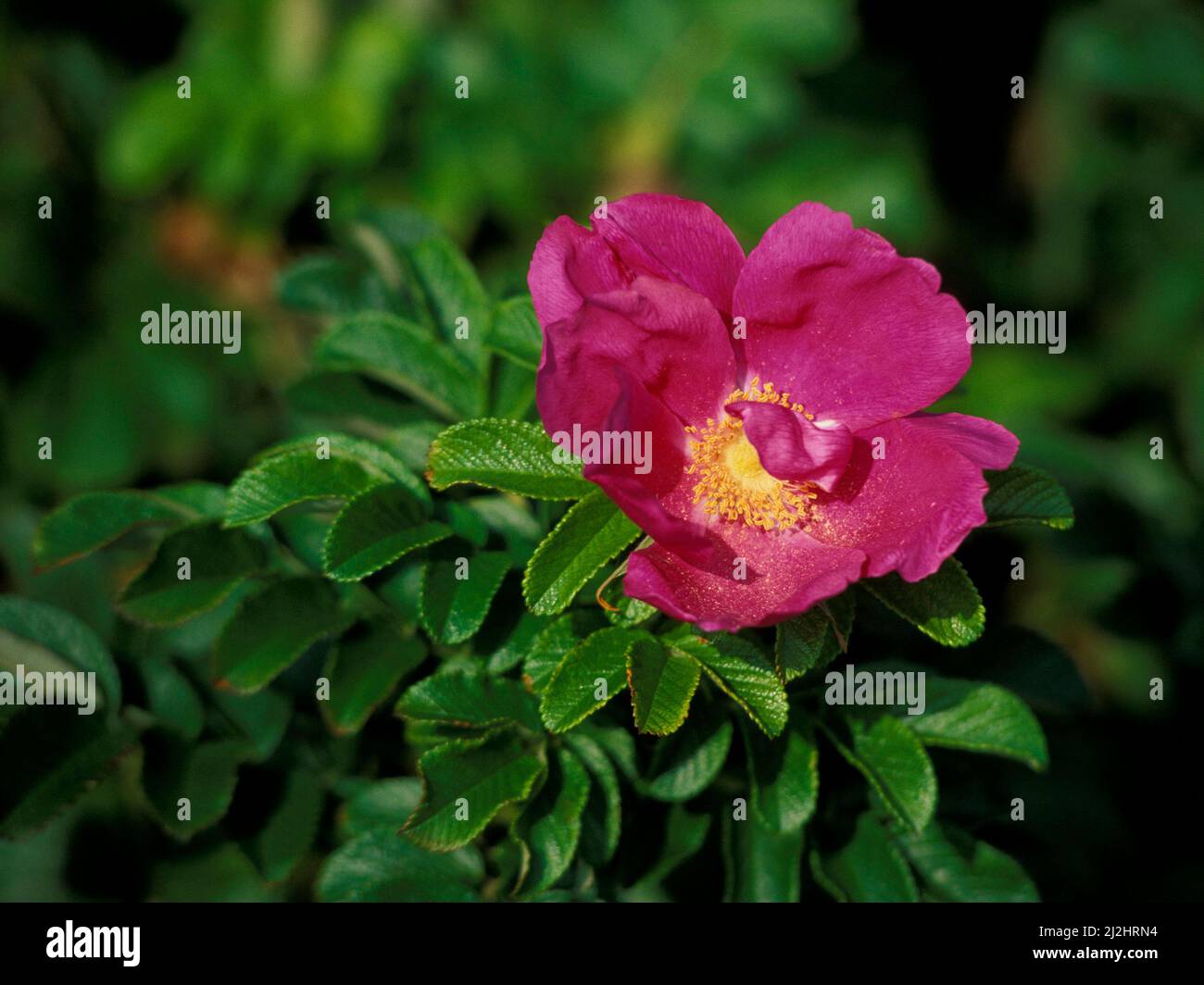 Rosa selvaggia, Hundsrose, Isole del Mare del Nord, Germania, Europa Foto Stock