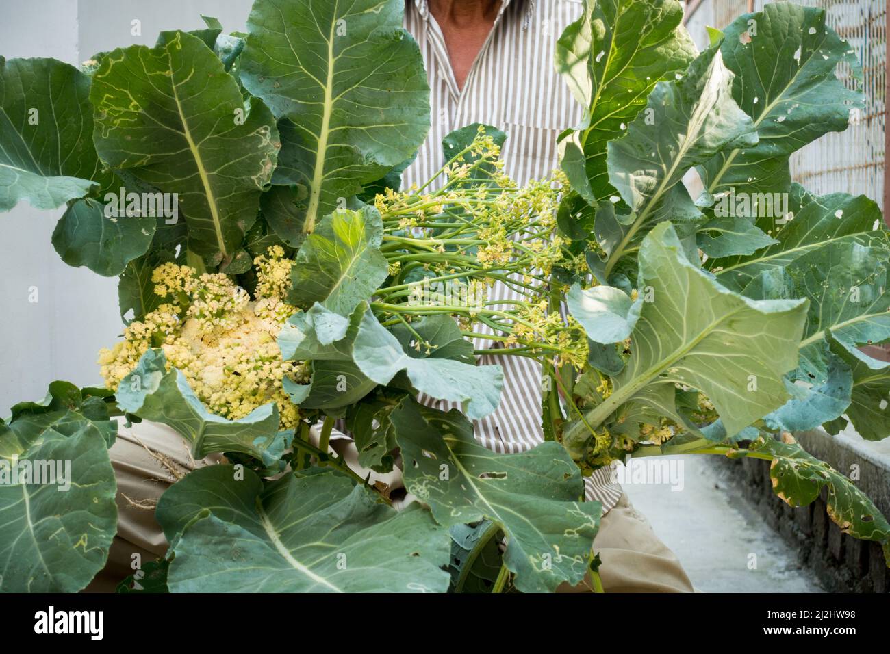 un agricoltore che detenga ortaggi freschi di cavolfiore con foglie intatte. Foto Stock