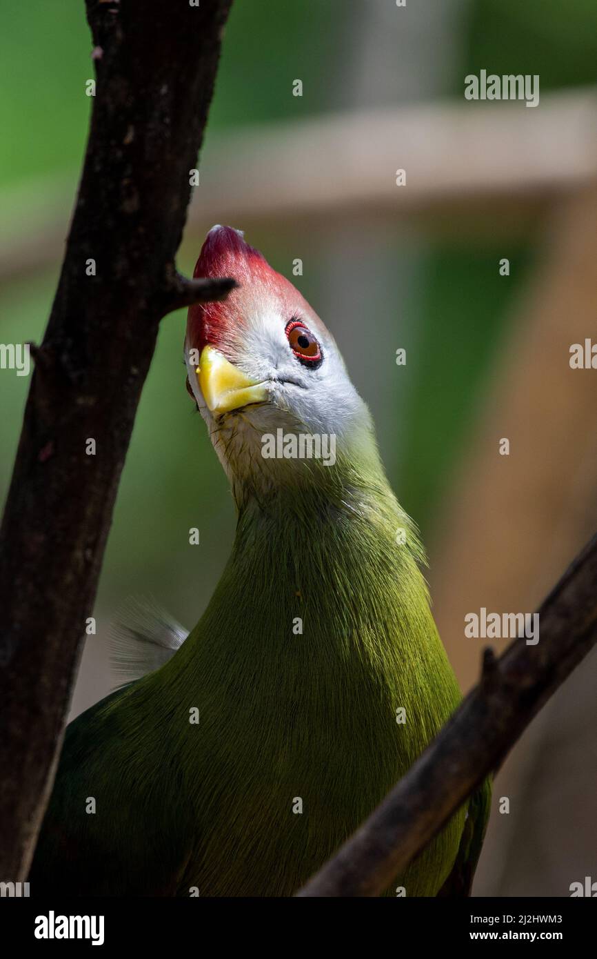 Un turaco crestato rosso (Tauraco erylophus) è un turaco, un gruppo di uccelli africani dell'Otidimorphae in Angola in Africa Foto Stock