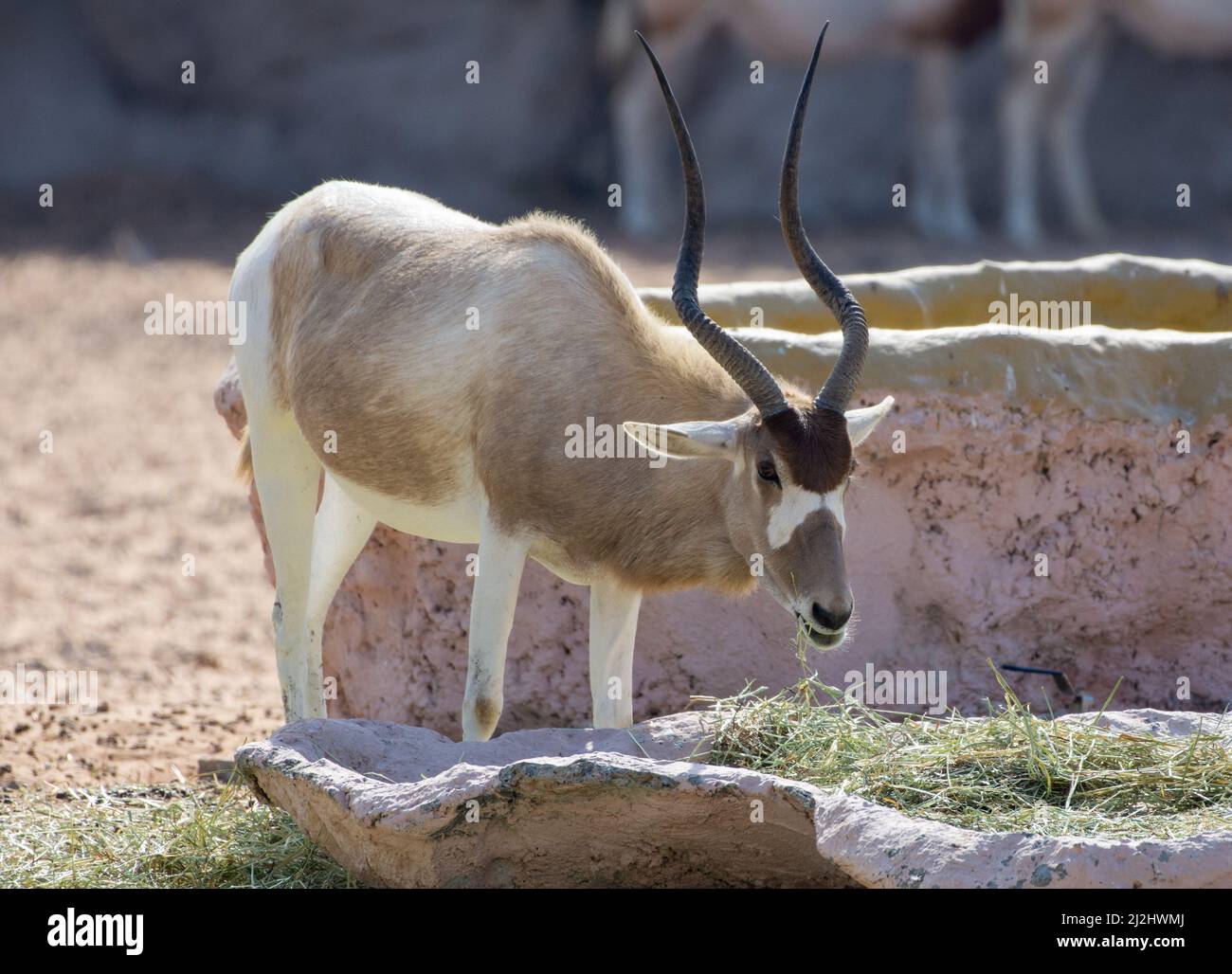 Addax (Addax nasomaculatus) o screwhorn o bianco antilope mangiare Foto Stock