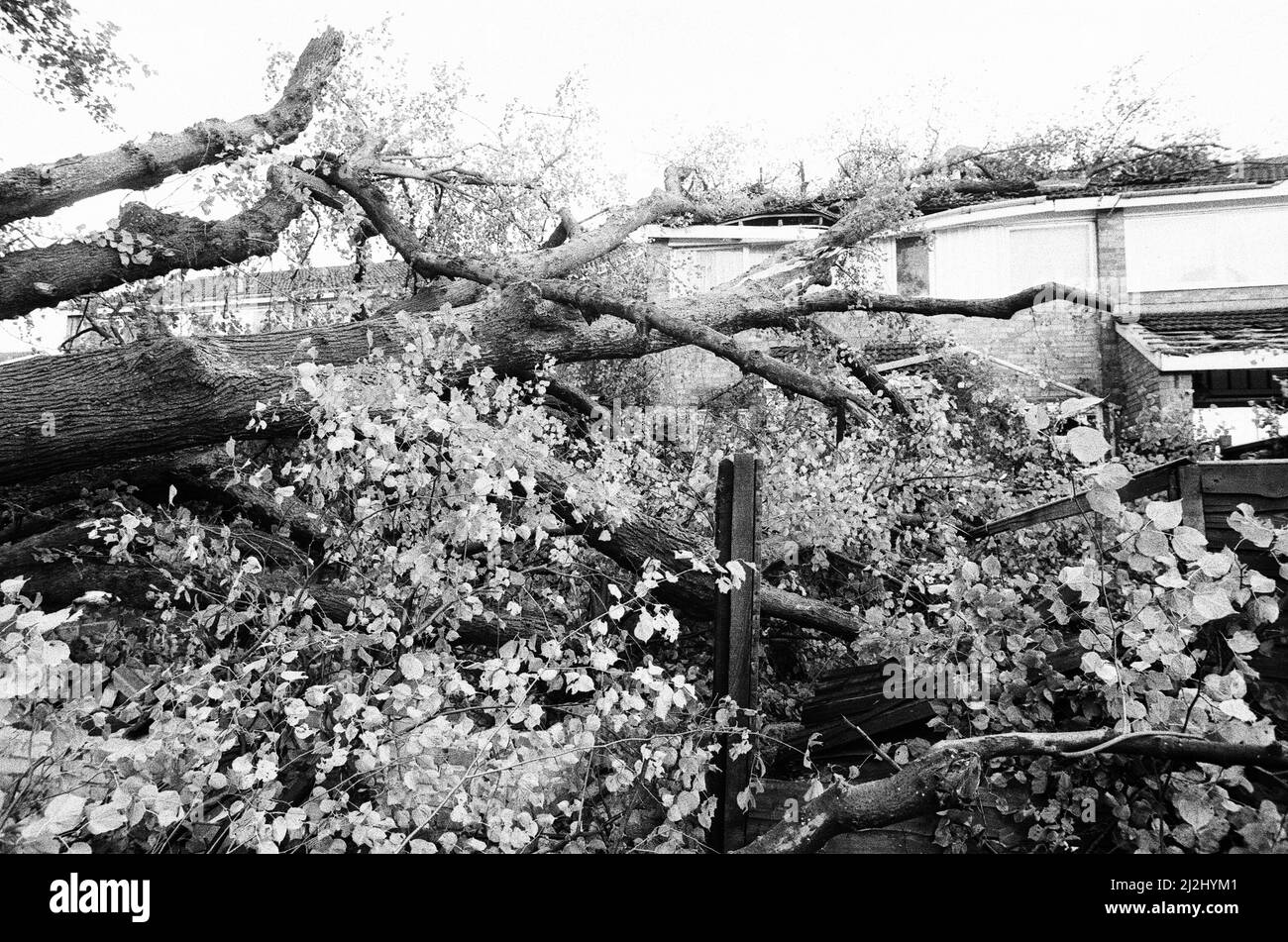 La Grande tempesta Ottobre 1987. Le nostre immagini mostra . . . – Storm Damage Caversham Park Village, Berkshire, Inghilterra, 16th ottobre 1987. La Grande tempesta del 1987 avvenne nella notte del 15th e 16th ottobre 1987. Un sistema meteorologico insolitamente forte ha causato venti per colpire gran parte dell'Inghilterra meridionale e della Francia settentrionale. Fu la peggiore tempesta a colpire l'Inghilterra dalla Grande tempesta del 1703. Il danno è stato stimato a 7,3 miliardi di sterline inglesi; 23 miliardi di franchi francesi. Foto Stock