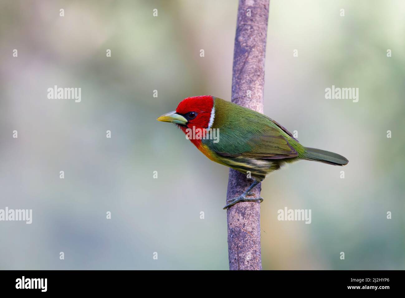 Barbet Eubucco bourcierii Sarapiqui, Costa Rica BI032919 Foto Stock