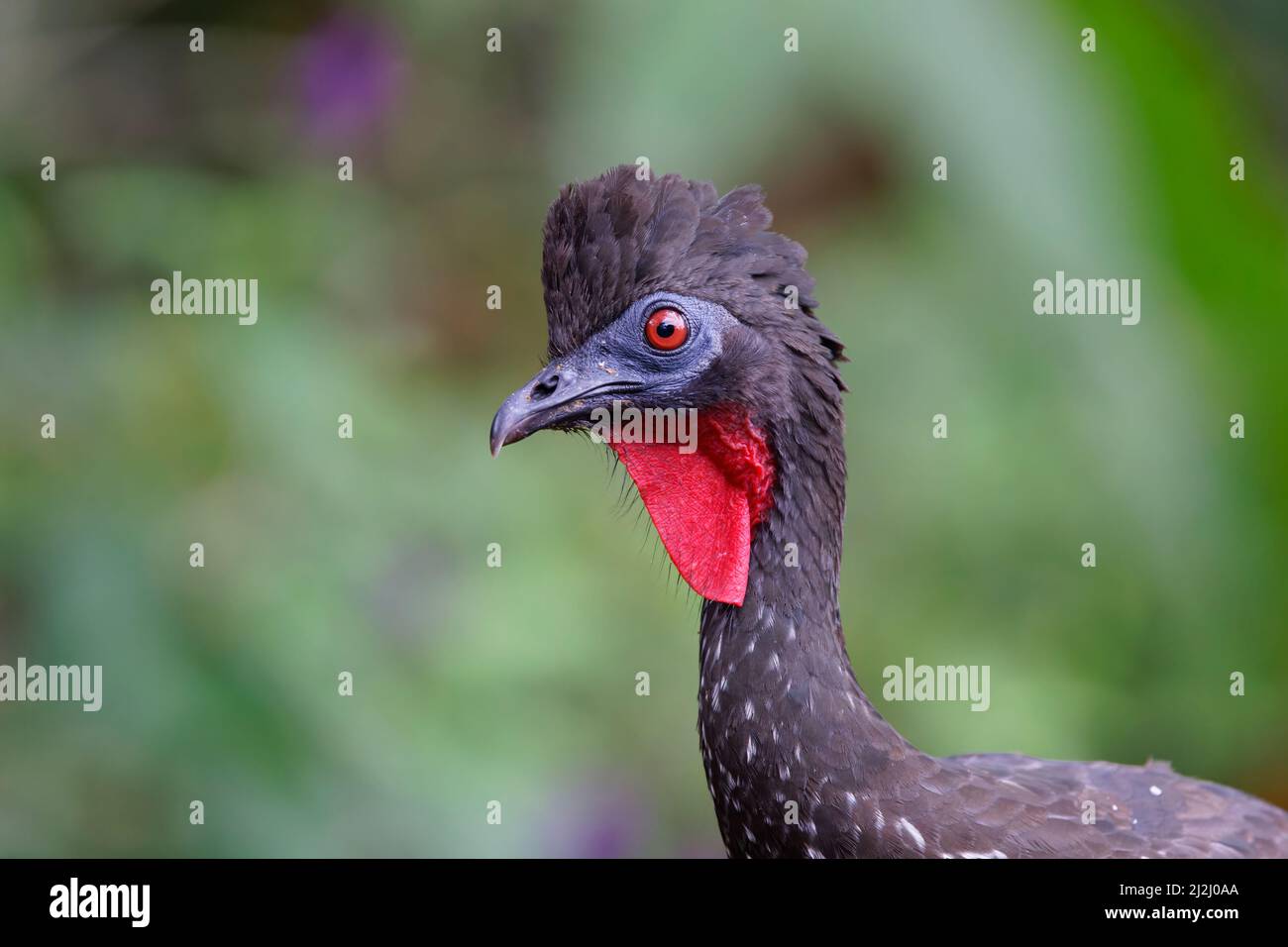 Crested Guan - colpo di testa Penelope purascens la Fortuna, Costa Rica BI033103 Foto Stock