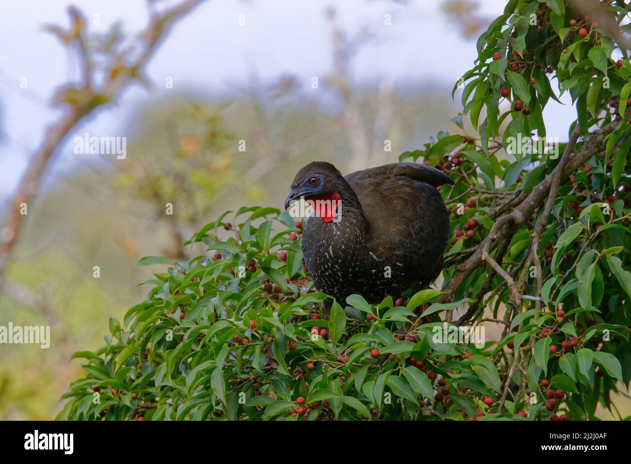 Crested Guan – alimentazione in fico albero Penelope purpurascens Cartago Provincia, Costa Rica BI033106 Foto Stock