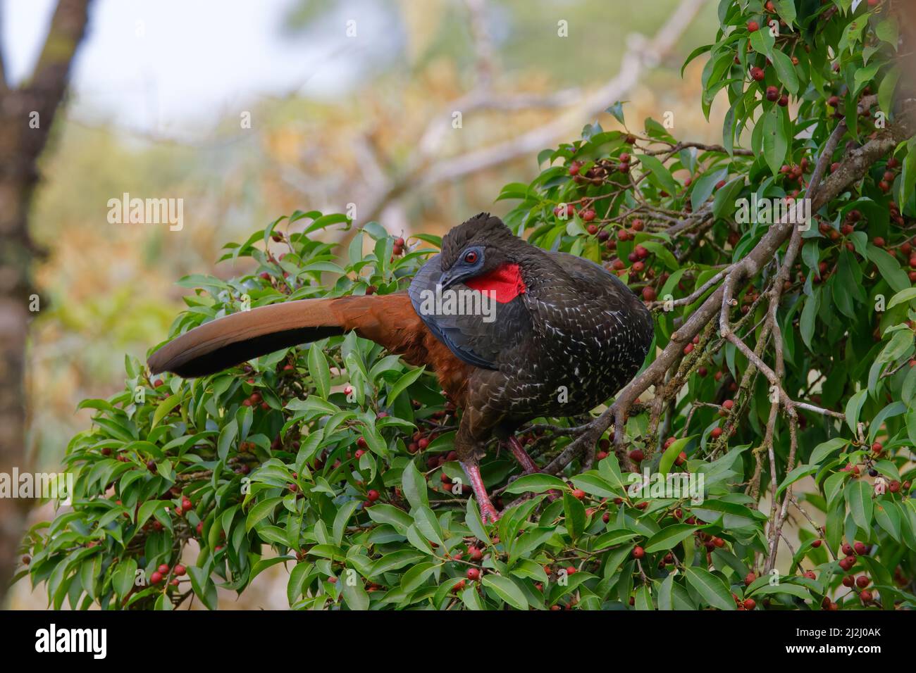 Crested Guan – alimentazione in fico albero Penelope purpurascens Cartago Provincia, Costa Rica BI033109 Foto Stock