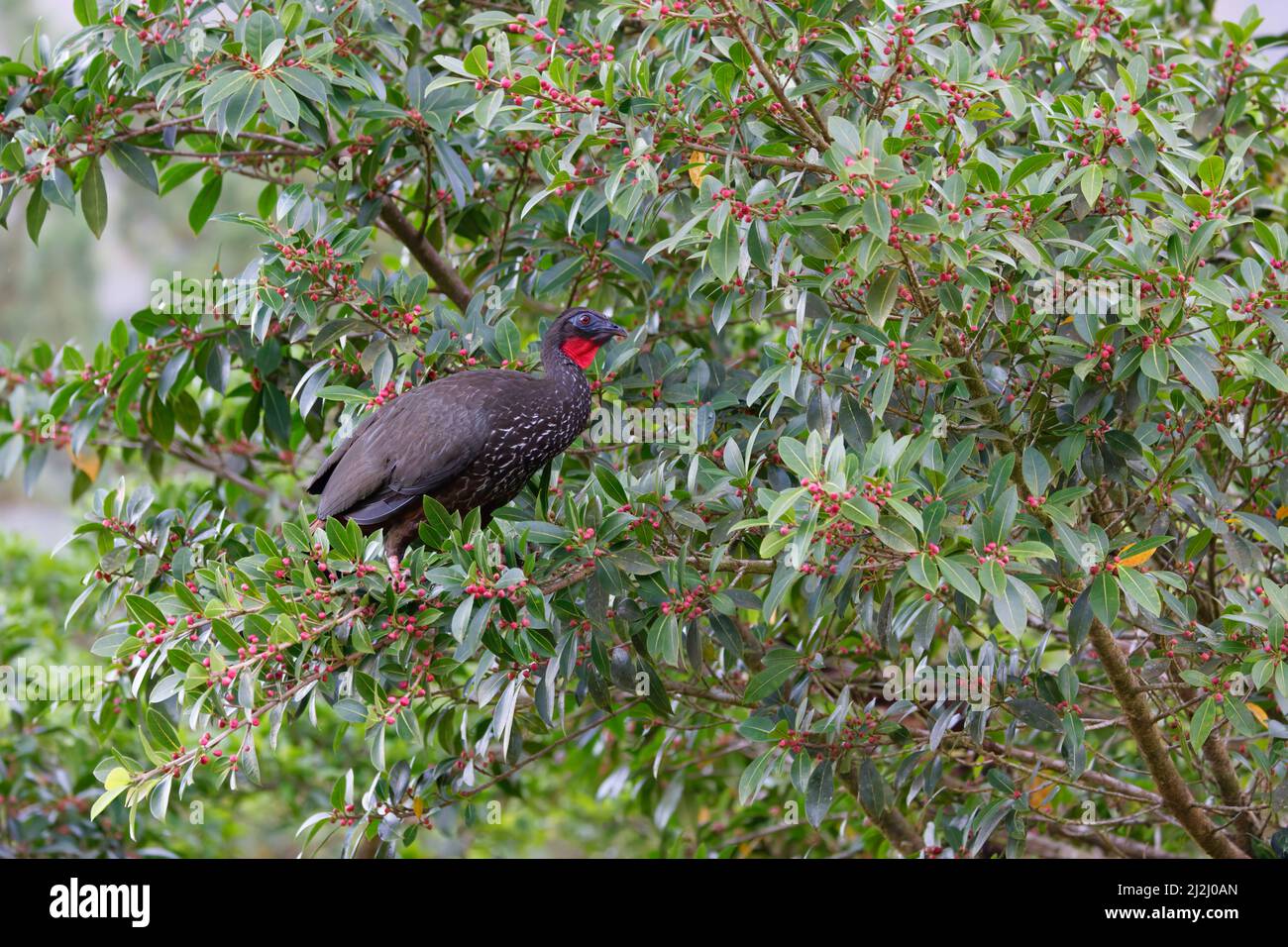 Crested Guan – alimentazione in fico albero Penelope purascens la Fortuna, Costa Rica BI033113 Foto Stock