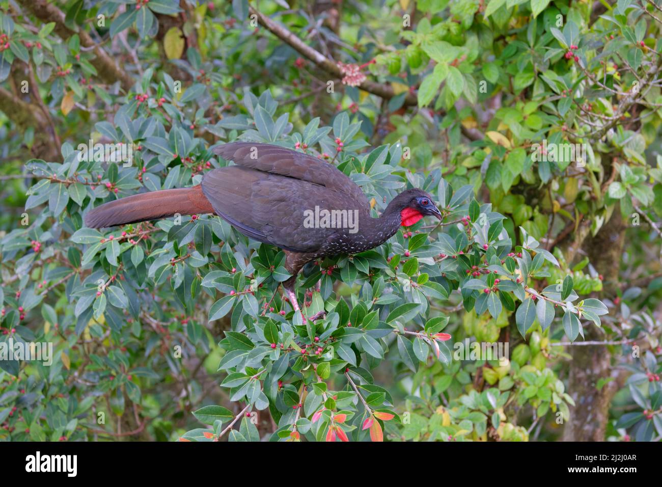 Crested Guan – alimentazione in fico albero Penelope purascens la Fortuna, Costa Rica BI033115 Foto Stock