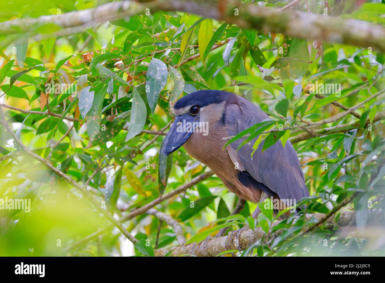 Heron con fatturazione a barca – Roost diurno Cochlearius cochlearius la Fortuna, Costa Rica BI033118 Foto Stock