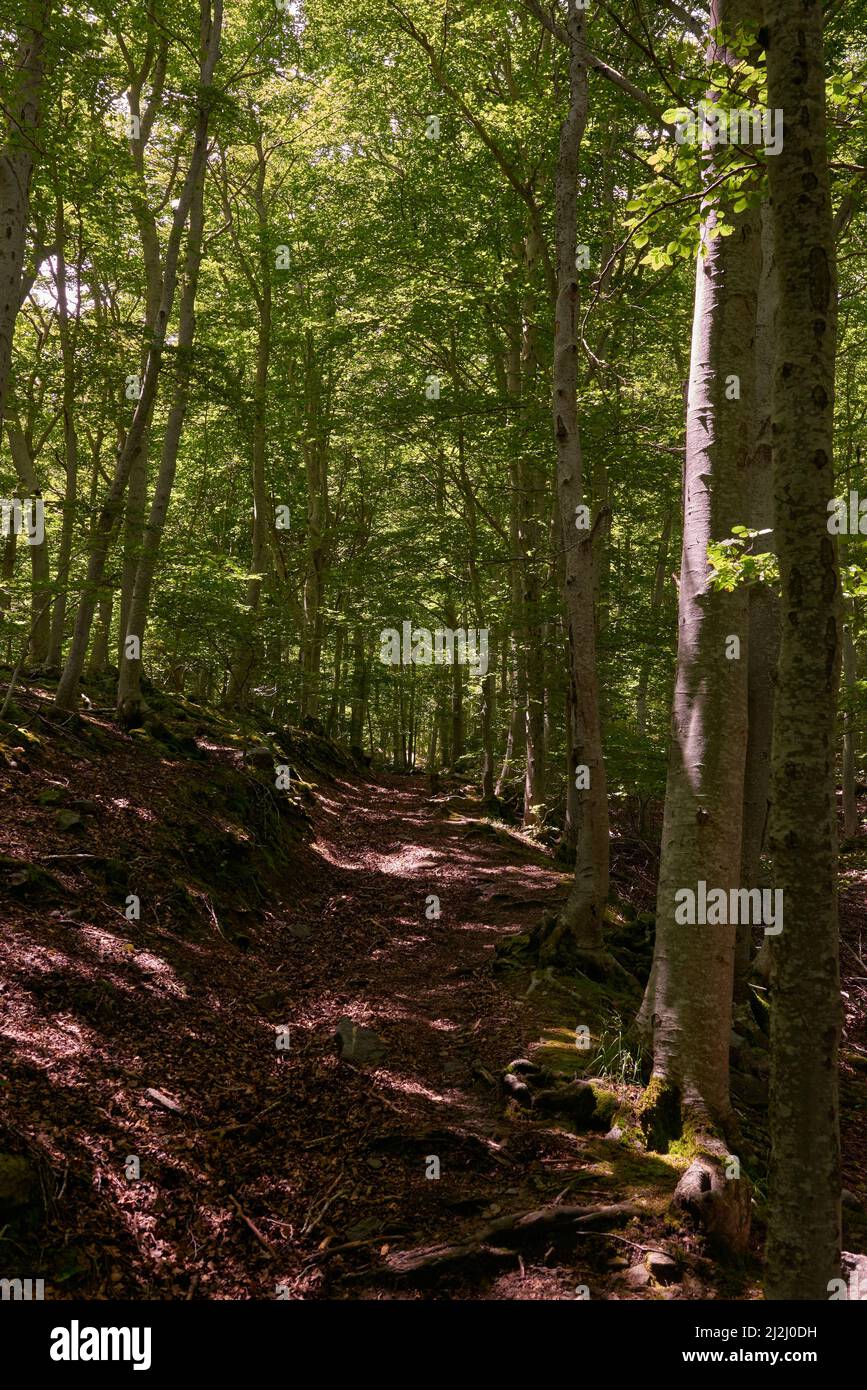 Un percorso nascosto attraverso le profondità della foresta Foto Stock