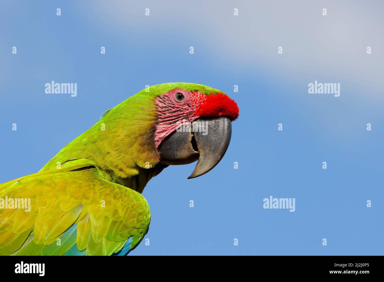 Grande verde Macaw Ara ambiguo Sarapiqui, Costa Rica BI033624 Foto Stock
