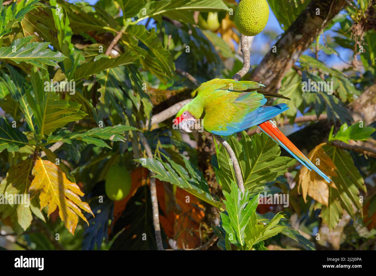 Grande verde Macaw Ara ambiguo Sarapiqui, Costa Rica BI033627 Foto Stock