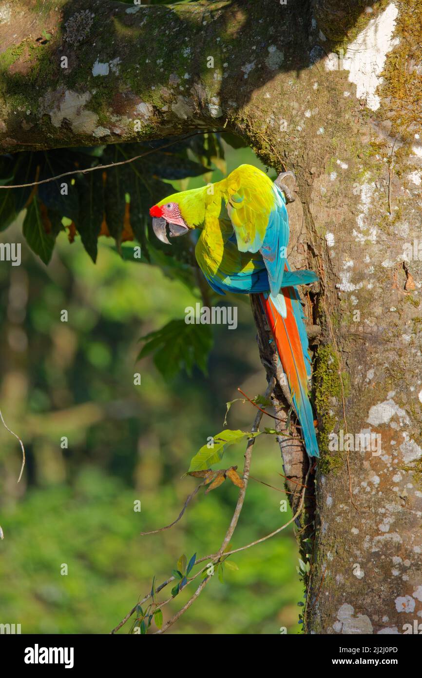 Grande verde Macaw Ara ambiguo Sarapiqui, Costa Rica BI033630 Foto Stock