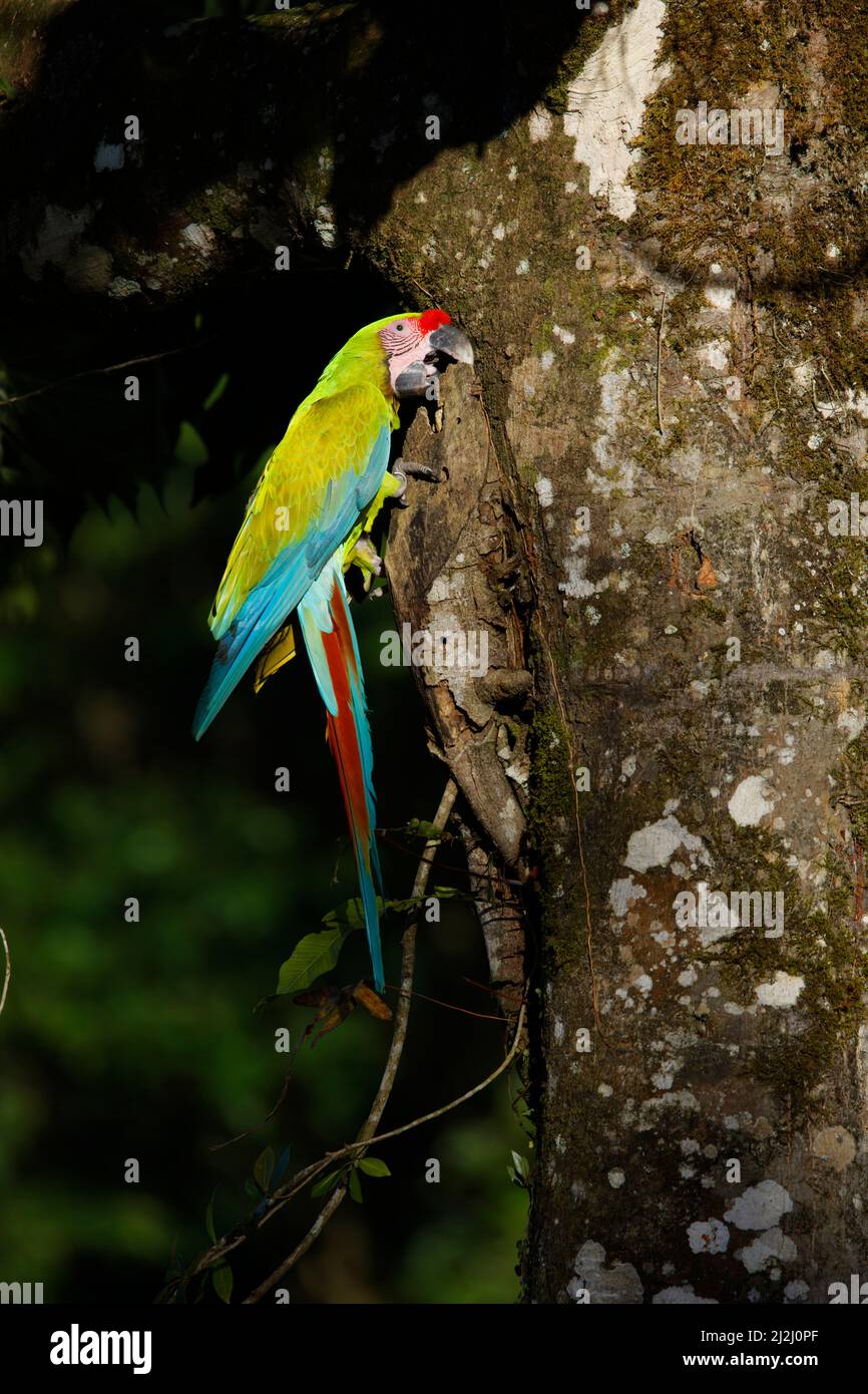Grande verde Macaw Ara ambiguo Sarapiqui, Costa Rica BI033631 Foto Stock