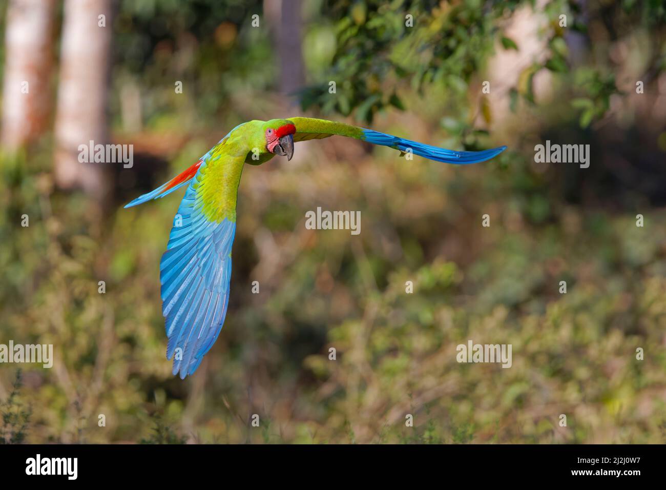 Grande verde Macaw - in volo Ara ambiguo Sarapiqui, Costa Rica BI033652 Foto Stock