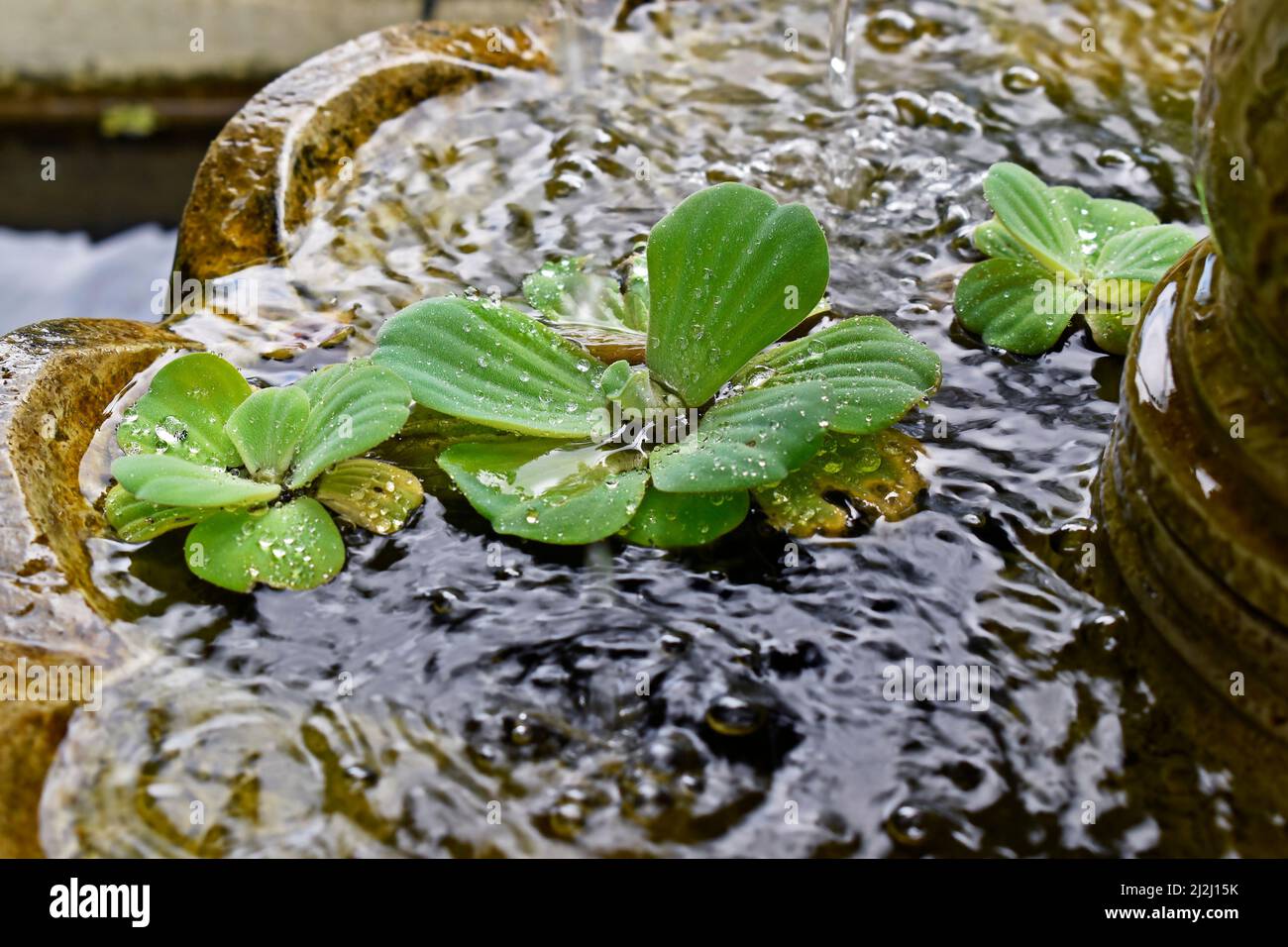 Cavolo di acqua o acqua lattuga (Pistia stratiotes) Foto Stock