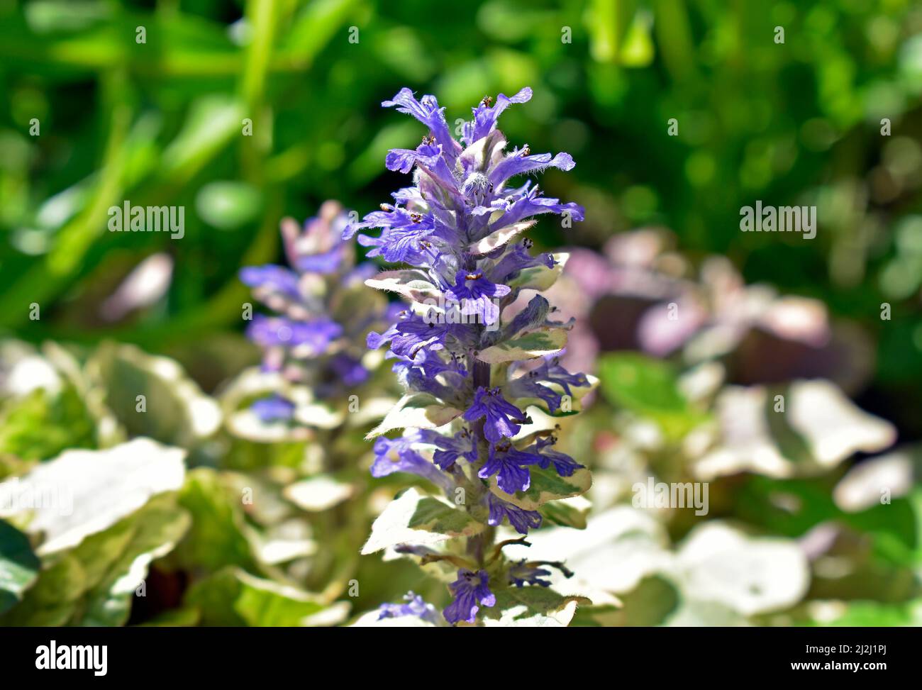 Fiori di bugle blu, di bugleherb o di bugleweed (rettani di Ajuga) sul giardino Foto Stock