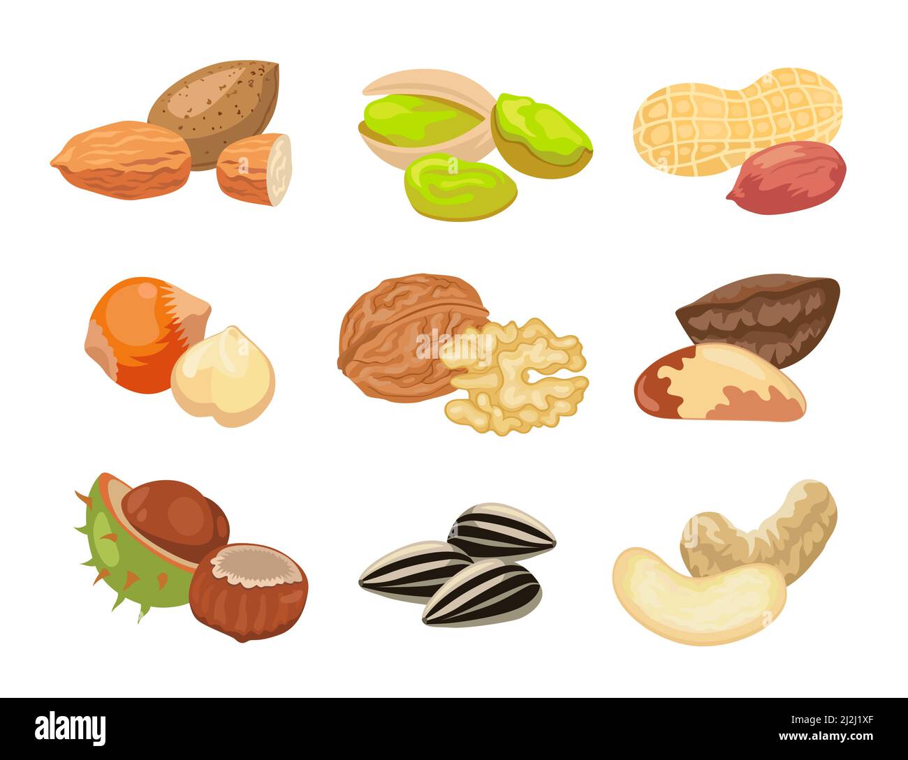 Diversi tipi di set di illustrazioni vettoriali NUTS. Raccolta di disegni con mandorle, nocciole, pistacchi, anacardi, semi di girasole, arachidi, noce iso Illustrazione Vettoriale