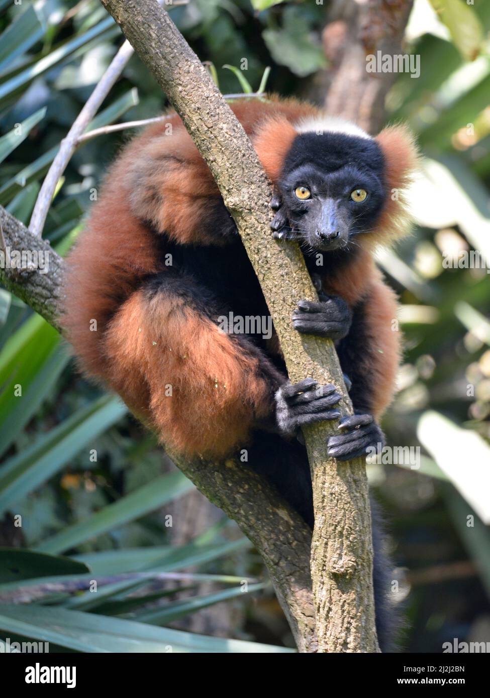 Lemure rosso ruffed (Varecia Rubra) seduto sul ramo Foto Stock