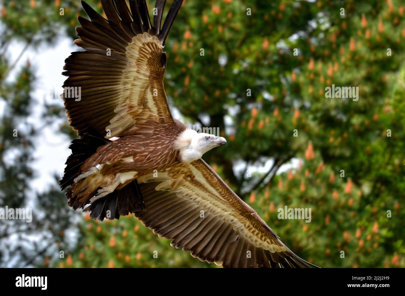 Primo piano di profilo griffon avvoltoio (Gyps fulvus) in volo su sfondo di alberi e visto dal basso Foto Stock