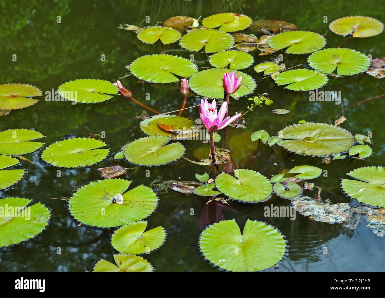 Giglio d'acqua rosa (Ninfea pubescens) sul lago Foto Stock