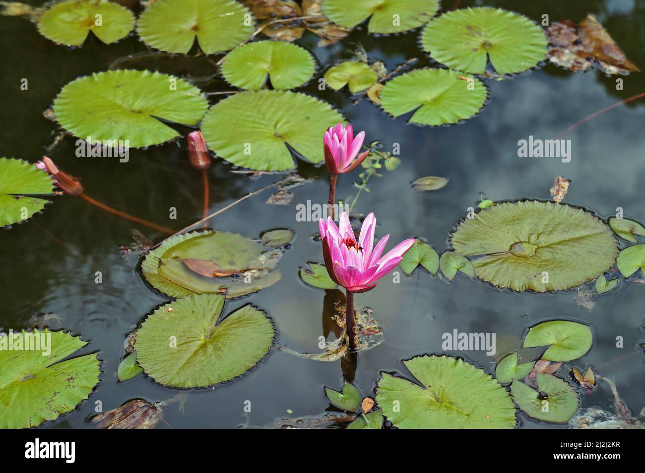 Giglio d'acqua rosa (Ninfea pubescens) sul lago Foto Stock