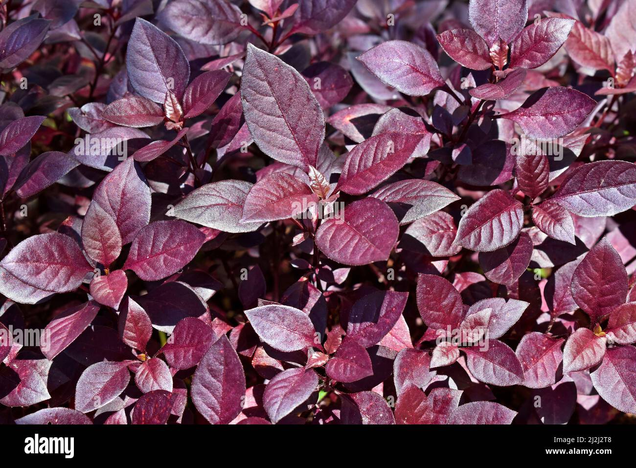 Little Ruby o Red Hots brasiliani (Alternanthera dentata) Foto Stock