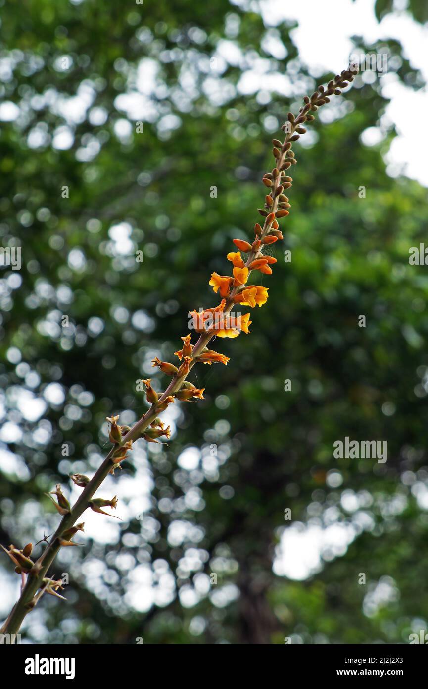 Fiori di dyckia arancio (Dyckia platyphylla) in giardino Foto Stock